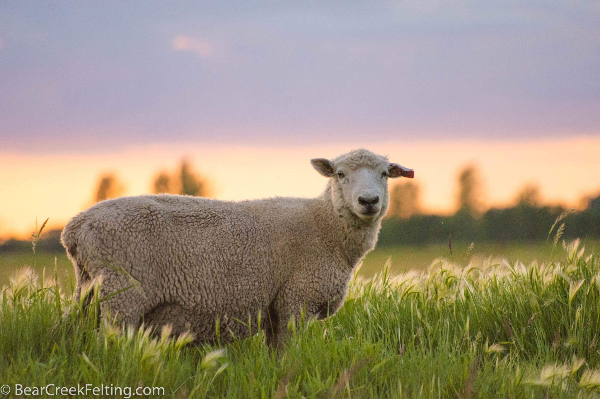 Sheep at the Bear Creek Ranch sheep